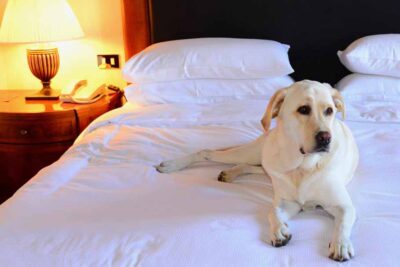 Urlaub mit Hund in Österreich
